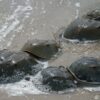 horseshoe crabs