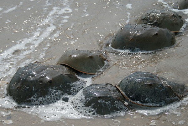 horseshoe crabs