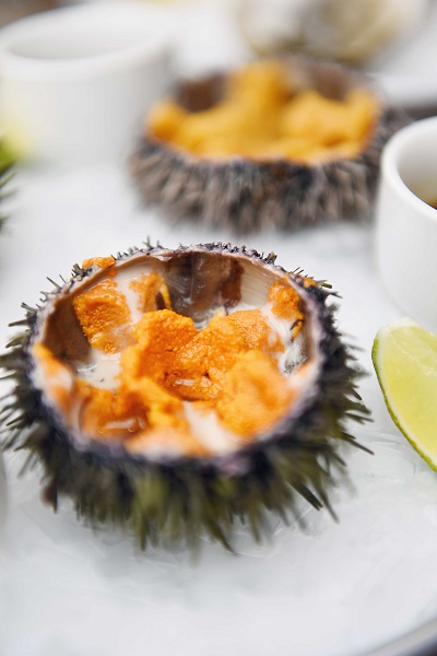 sea urchin