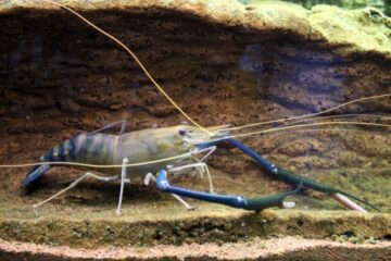 shrimp giant river prawn