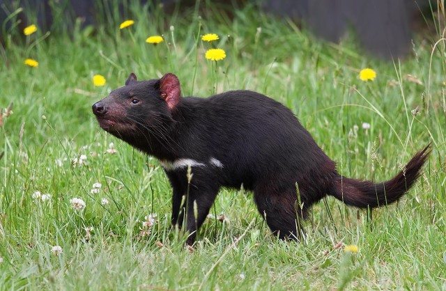 tasmanian devil