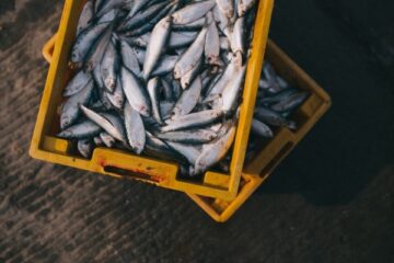 seafood fraud