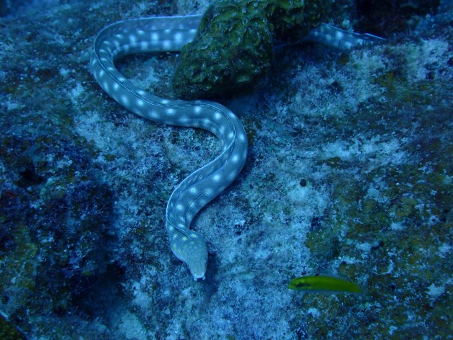 Fishing for Eels | Seafood Harvest