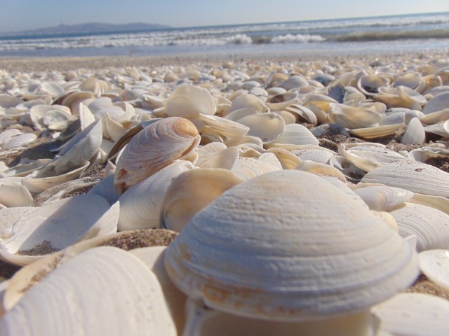 clam harvesting