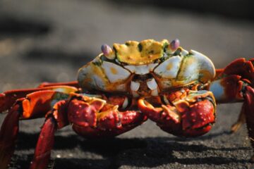 Crab Gumbo