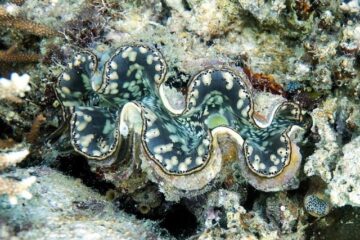 giant clam