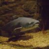 blue catfish