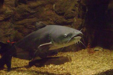 blue catfish