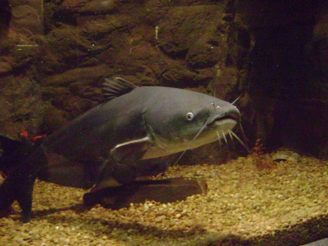 blue catfish