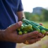 shrimp and okra stew recipe