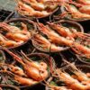 us aquaculture news