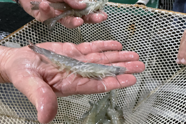 naturalshrimp tanks