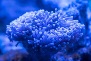 sea anemone in the ocean