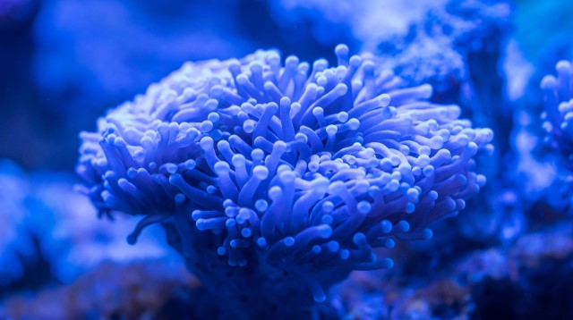 sea anemone in the ocean