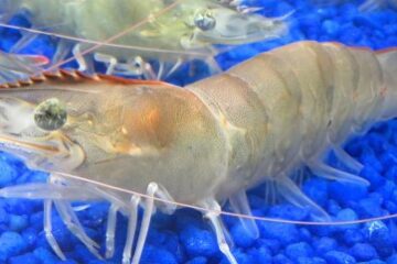 naturalshrimp swimming