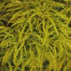 kelp seaweed bed