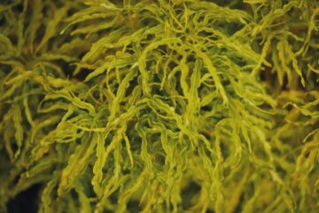 kelp seaweed bed