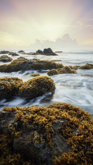 kelp seaweed on rocks