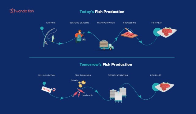 wanda fish technologies graphic