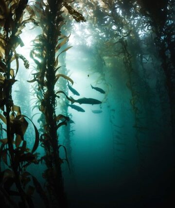 california white seabass hatchery news