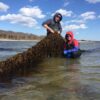 kelp farming