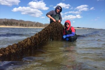 kelp farming