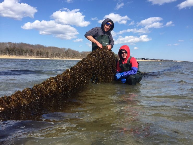 kelp farming