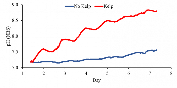 kelp ph