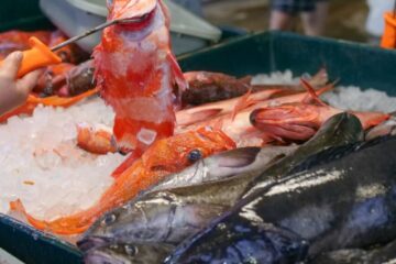 red snapper commercial fishing