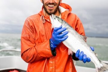 bristol bay sockeye salmon run