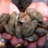 smoked clams