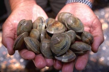 smoked clams