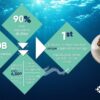 seafood eel market diagram