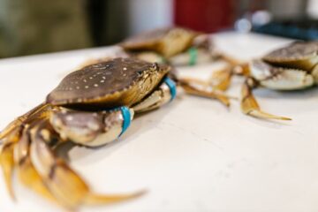 crab in kitchen ready to be nomnomnomed